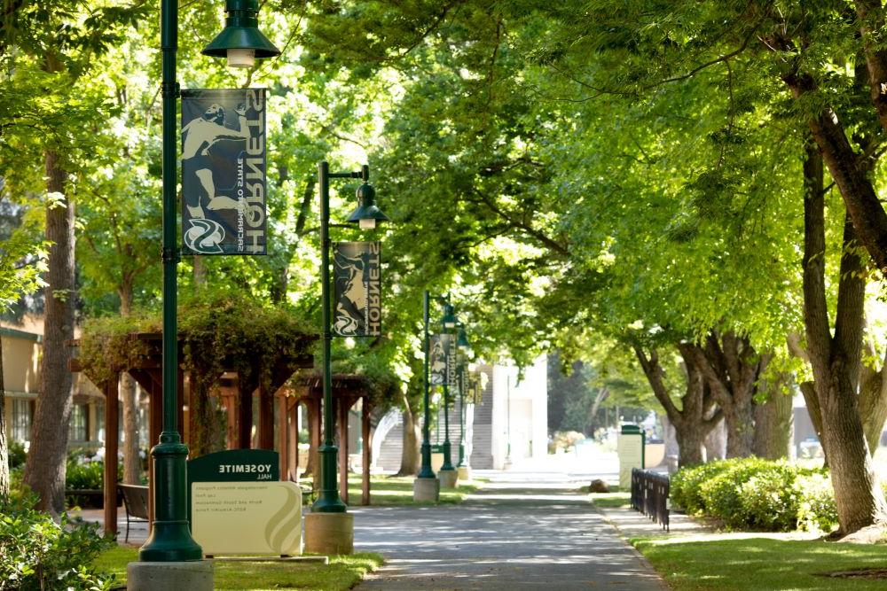 Trees on campus